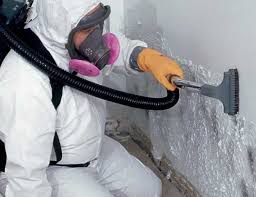 Why You Should Choose Our Mold Remediation Services in Bangor Base, WA